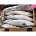 frozen yellow tail fish for sale